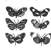 cataloged butterfly specimens